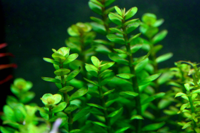 Ротала Индийская Зеленая, с грузом Ротала Индийская Зеленая, с грузом